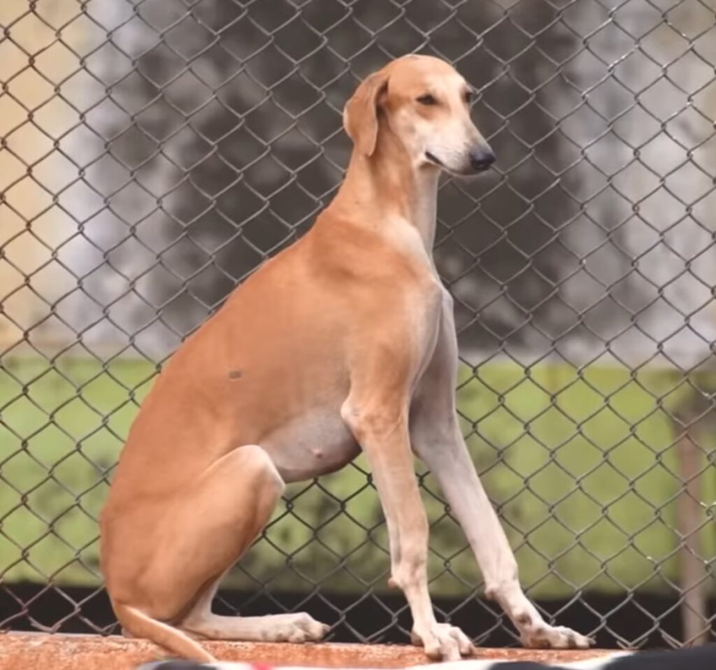 Mudhol Hound dog Indian