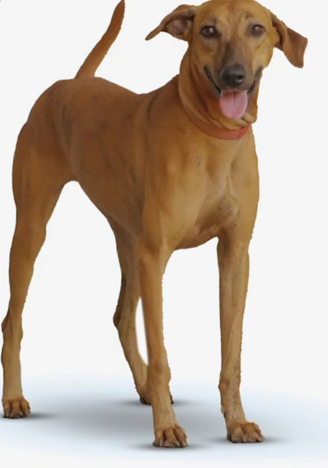 Kombai / Porr Kombai breed of India dog