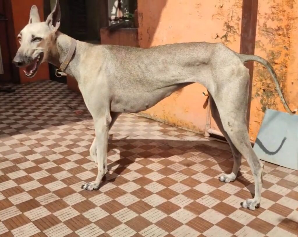 Chippiparai dog breed India