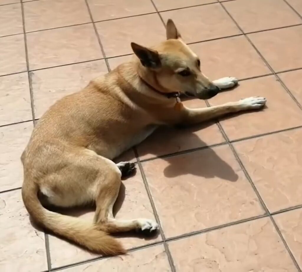 Indian Pariah Dog breed