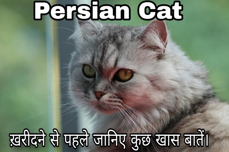 Persian cat