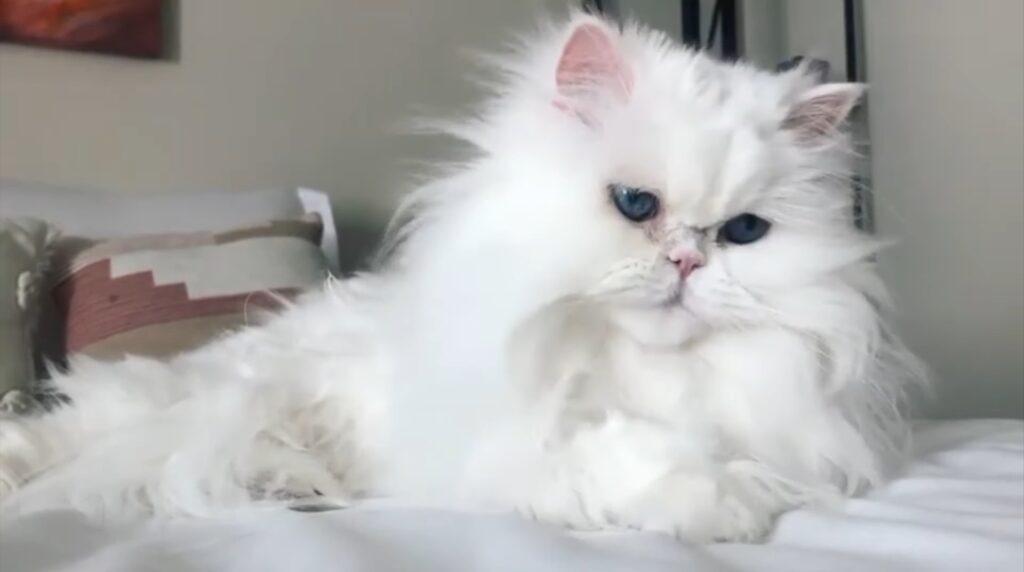 Helth issue of Persian cat